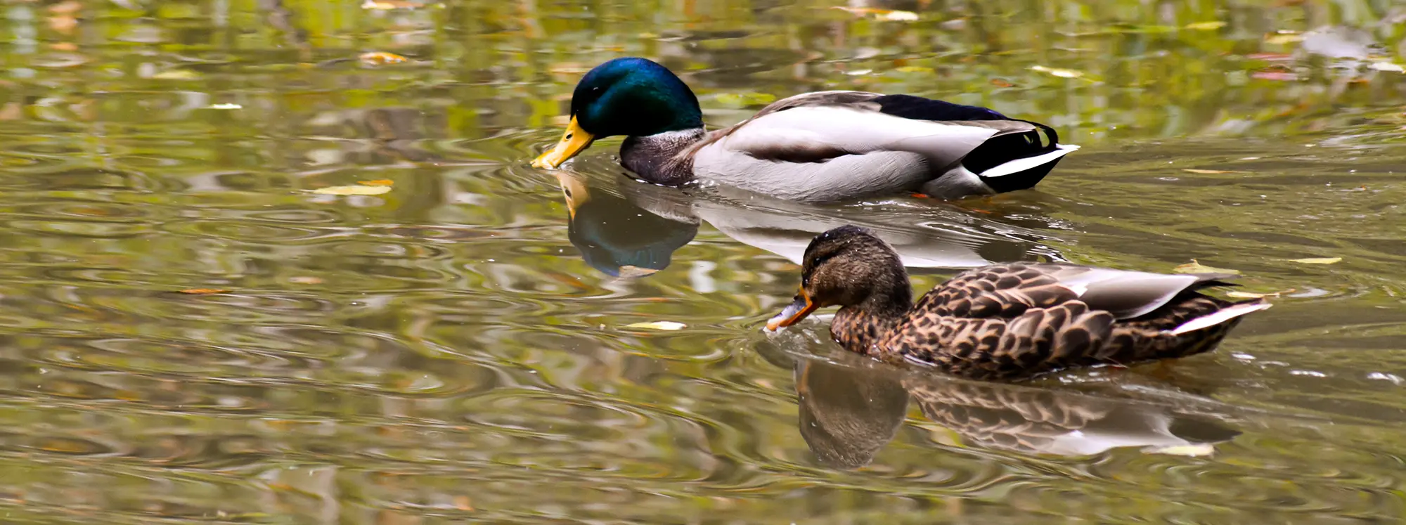 Vente directe de canard Indre-et-Loire (37)