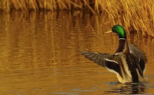 Canard col vert Indre-et-Loire (37)