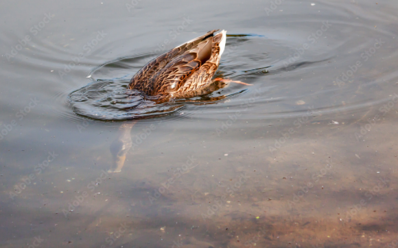 Canard col vert Indre-et-Loire (37)