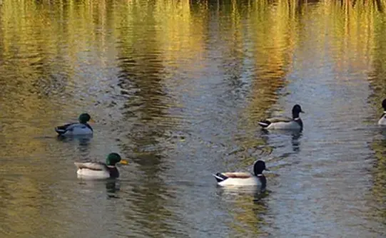 Canard col vert Indre-et-Loire (37)