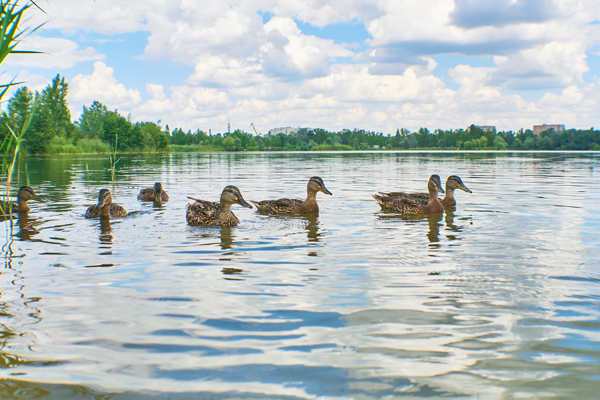 Canard col vert Indre-et-Loire (37)