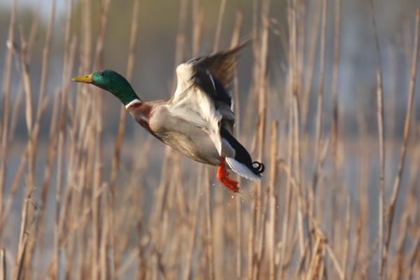 Canard col vert Indre-et-Loire (37)